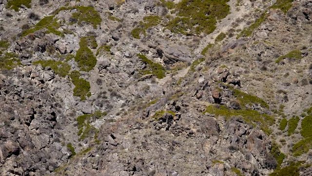 Steinadler fliegt Kassachstan