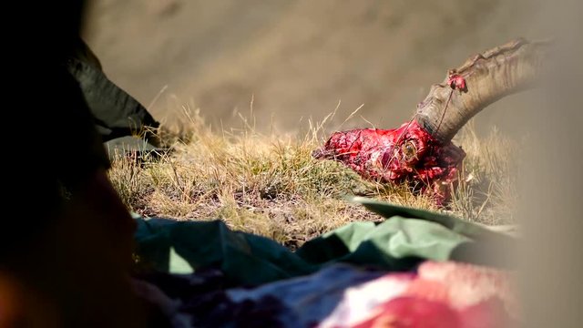 Steinbock wird ausgenommen