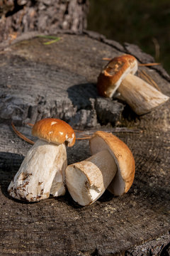 Group of harvested porcini mushrooms (Boletus edulis, porcino or king bolete) on natural wooden background..