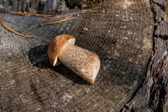 Single brown cap boletus mushroom (Boletus badius) on natural wooden background..