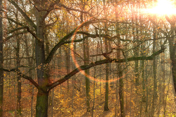 Landschaft im Herbst, Herbstwald