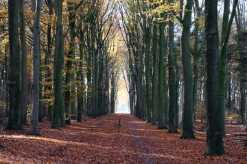 beech lane in the Netherlands nearby Dalfsen state Overijssel