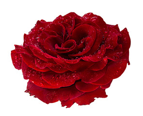 Naklejka premium Fresh beautiful rose with dewdrops isolated on white background with clipping path