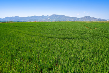 Rice fields in Valencia at Corbera Sierra