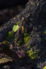 autumn scene colorful scenery