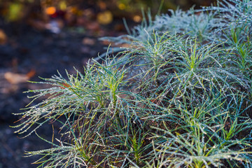autumn scene colorful scenery