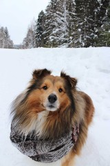 Dog breed sheltie in a warm scarf