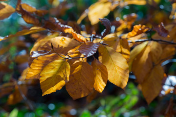 autumn scene colorful scenery