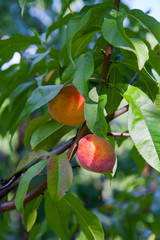 Ripe juicy peaches on a tree branch on sunny summer day.