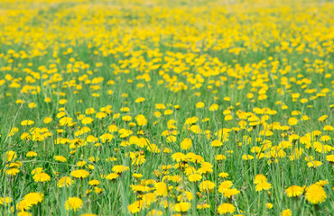 Meadow covered with bright yellow dandelions (Taraxacum officinale) beautiful yellow and green background. Sea of dandelions.