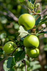 Shiny delicious apples hanging from tree branch in an apple orchard..