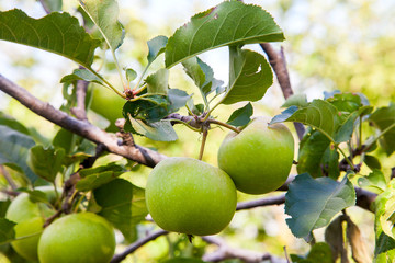 Shiny delicious apples hanging from tree branch in an apple orchard..