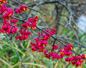 Autumn branch with seeds in the sun. The brightest time of autumn is golden autumn. Trees, before plunging into a long sleep, throw gold clothes from rapidly yellowing leaves.