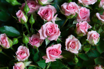 Bouquet of fresh roses.