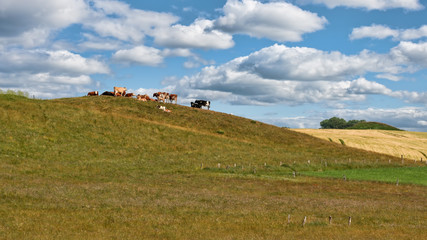 Obraz premium Cattle on a Hill