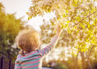 Selective focus on young blonde curly hair girl reaching out to a beautiful apple tree blossoms in spring outdoors, hope concept. Golden hour light.