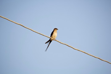 Bird on a wire on a blue background