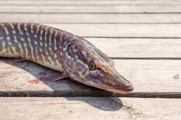 Trophy fishing. Big freshwater pike on wooden background..