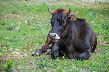 young cow is lying on the meadow in sunny weather