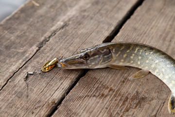 Close up view of big freshwater pike with fishing bait in mouth lies on vintage wooden background..