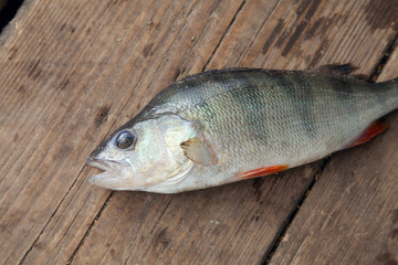 Trophy fishing. Big freshwater perch on wooden background..