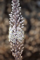 white Cyprus flower