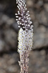 Naklejka premium white Cyprus flower