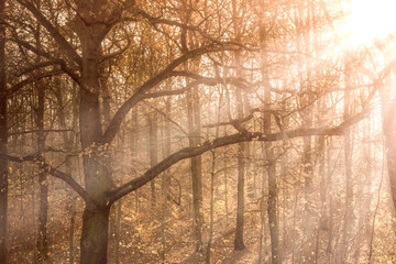 Sonne im Wald, Landschaft im Herbst