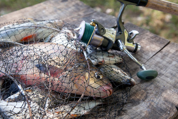 Trophy fishing. Freshwater bream fish and silver bream in landing net with fishery catch in it and fishing rod with reel..