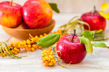 Autumn harvest red apples fruits and sea buckthorn berry on a light gray wooden table background.