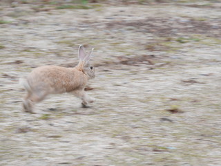 走るウサギ