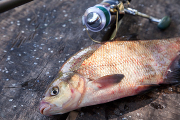 Close up view of big freshwater common bream and fishing rod with reel on vintage wooden background..