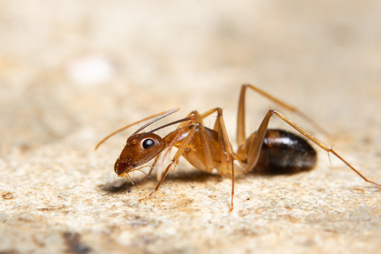 Macro Ghost Ant