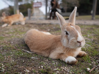 Fototapeta premium ウサギ