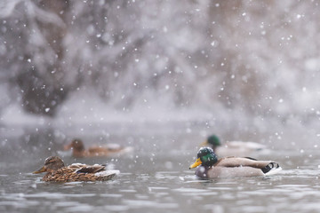 Mallards (Anas platyrhynchos) swim in heavy snow