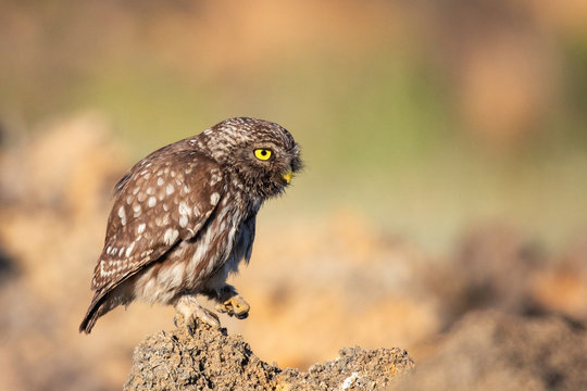 Little owl (Athene noctua) sitting on a stone
