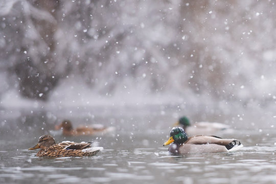 Mallards (Anas platyrhynchos) swim in heavy snow - Powered by Adobe