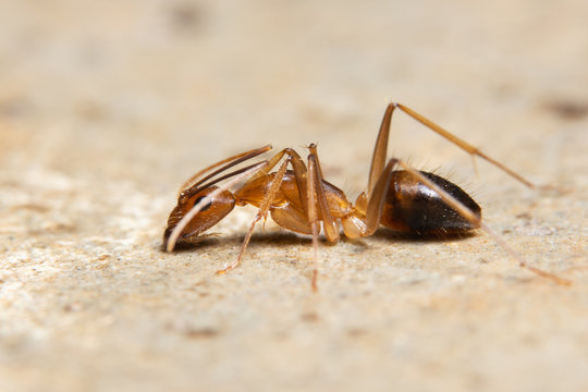 Macro Ghost Ant