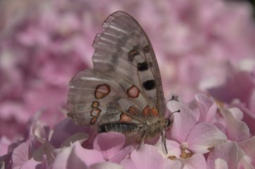 Parnassius apollo; Apollo Butterfly in the Swiss Alps