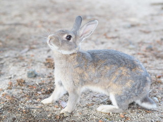 ウサギ