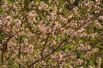 Almond blossom