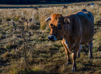 Vache au pré en Aubrac, Aveyron, France