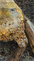 Driftwood