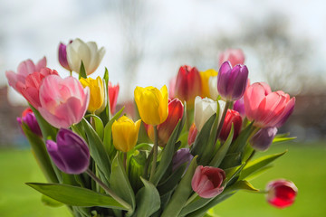 Colorful tulips