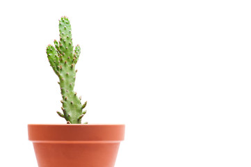 Cactus in planter isolated on white background