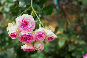 pink roses in the garden.