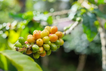 Coffee beans on trees