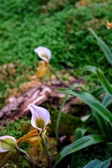 Obraz premium Paphiopedilum(slipper orchid) in the garden