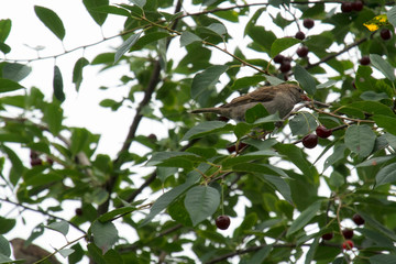 a sparrow eating red cherry