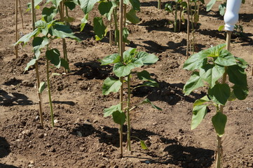 Sunflower plants